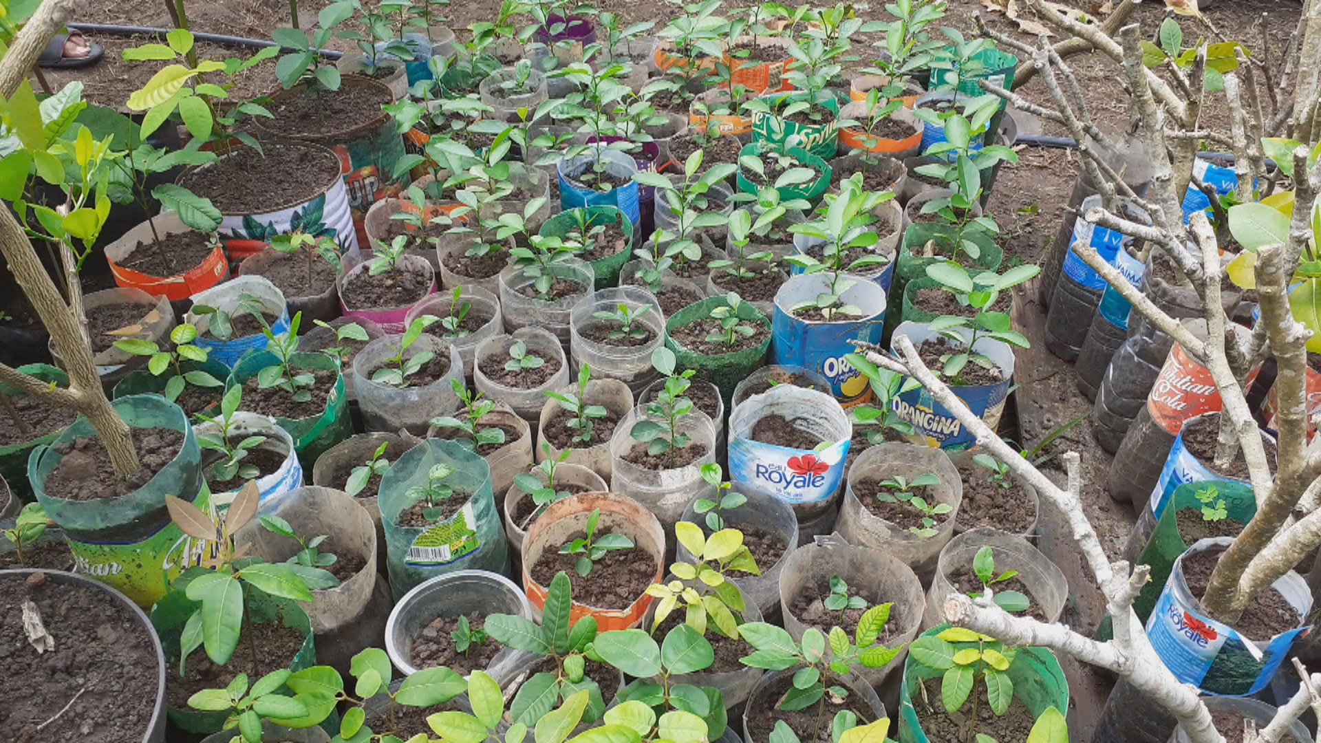 Arbres fruitiers maupiti