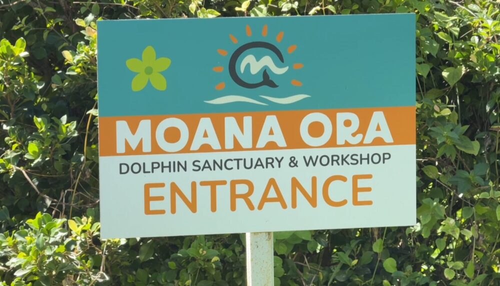 Fin des immersions à Moorea : comment l’association Moana Ora réinvente le Dolphin Center